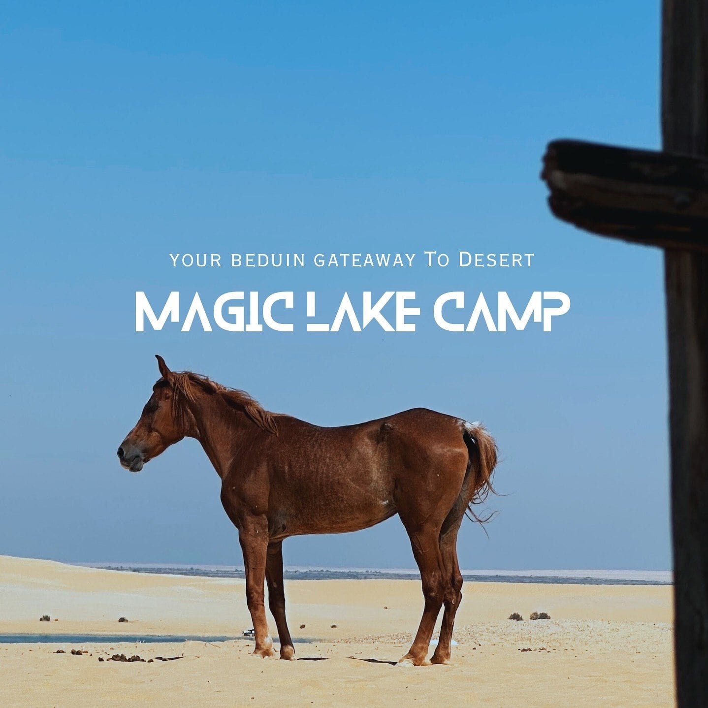Desert camp in Fayoum